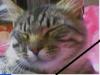 Разумовский Котя, користувач 1ua 